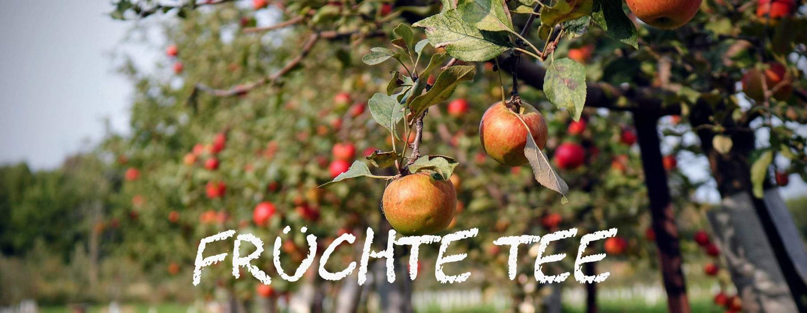 teaandlemon.at-meingenussreich.at-onlineshop-online kaufen-oesterreich-naturbelassen-gesund-immunsystem-teemischungen-früchtetee