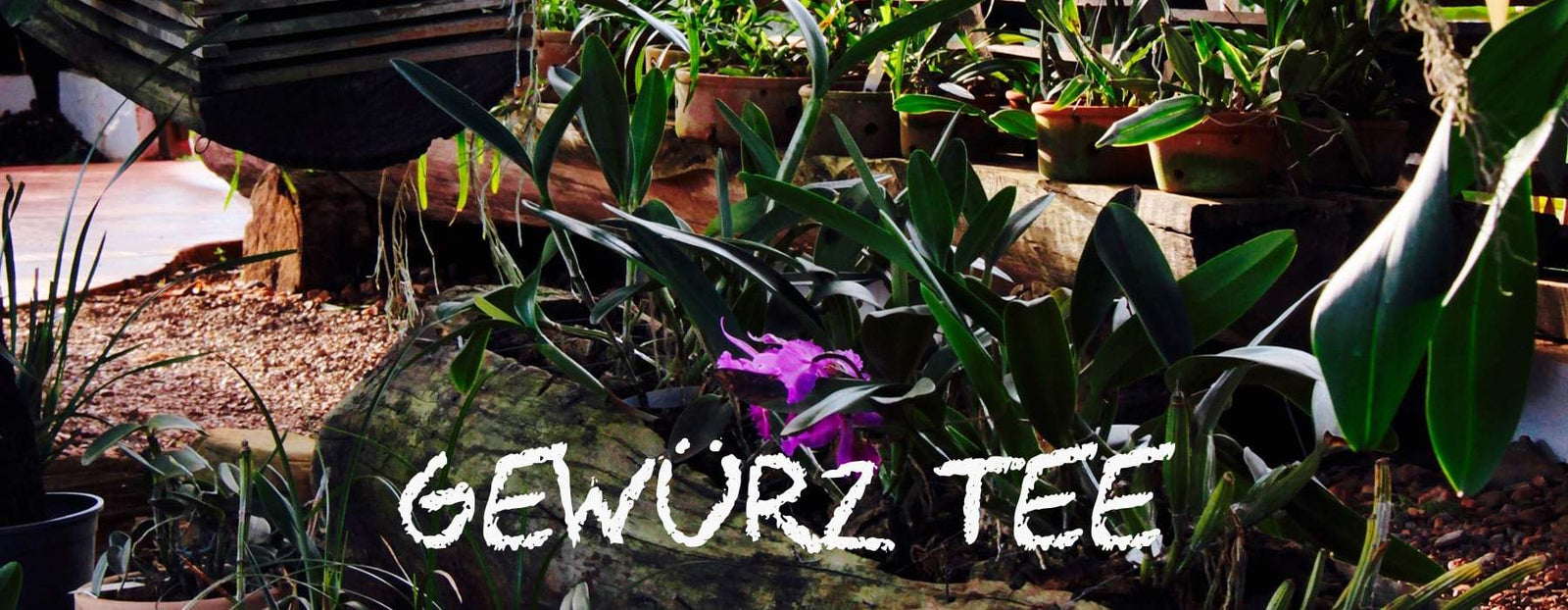 teaandlemon.at-meingenussreich.at-onlineshop-online kaufen-oesterreich-naturbelassen-gesund-immunsystem-teemischungen-gewürztee