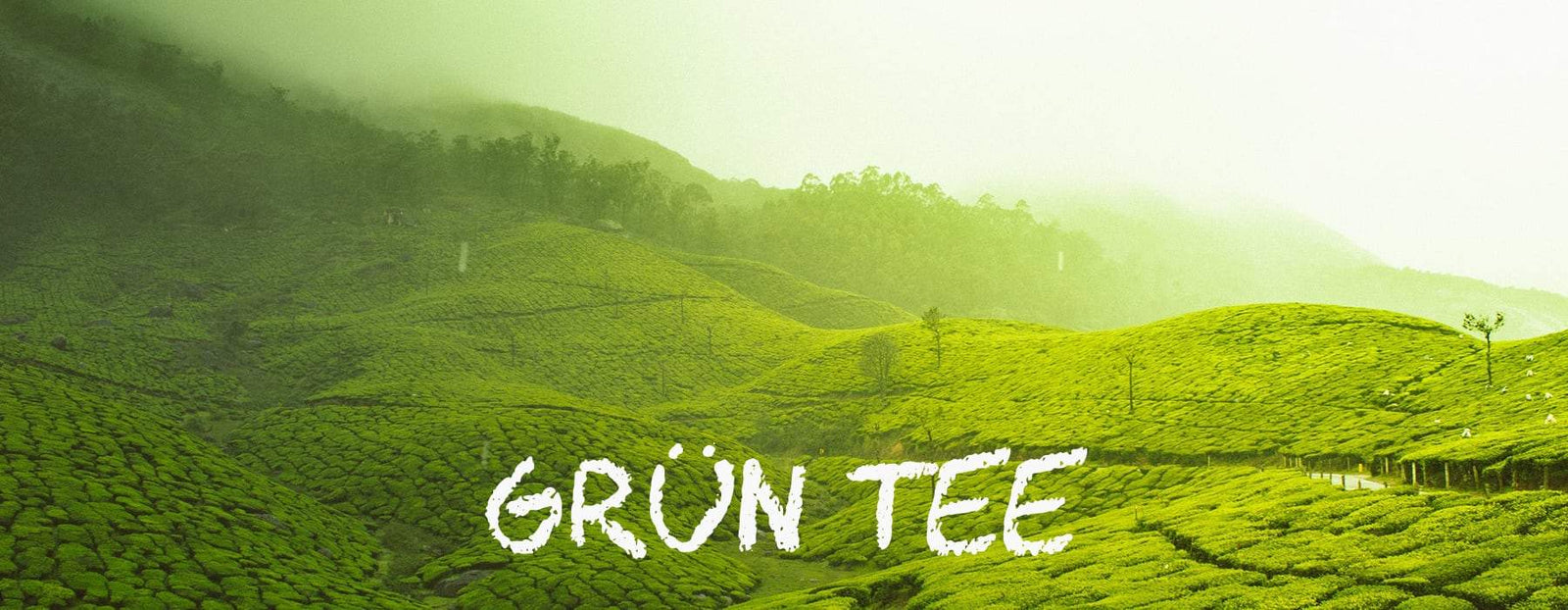 teaandlemon.at-meingenussreich.at-onlineshop-online kaufen-oesterreich-naturbelassen-gesund-immunsystem-teemischungen-grüntee-grüner tee