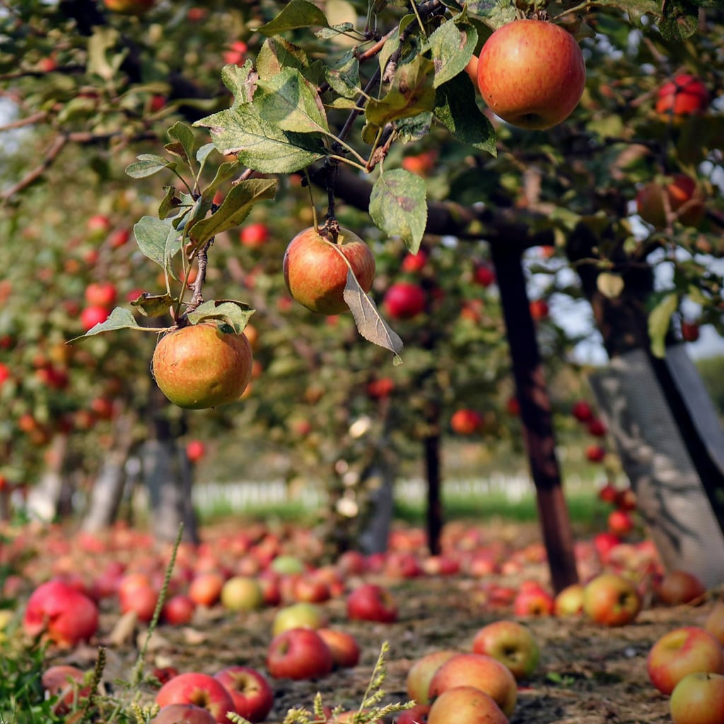teaandlemon.at-meingenussreich.at-onlineshop-online kaufen-oesterreich-naturbelassen-gesund-immunsystem-teemischungen-früchtetee