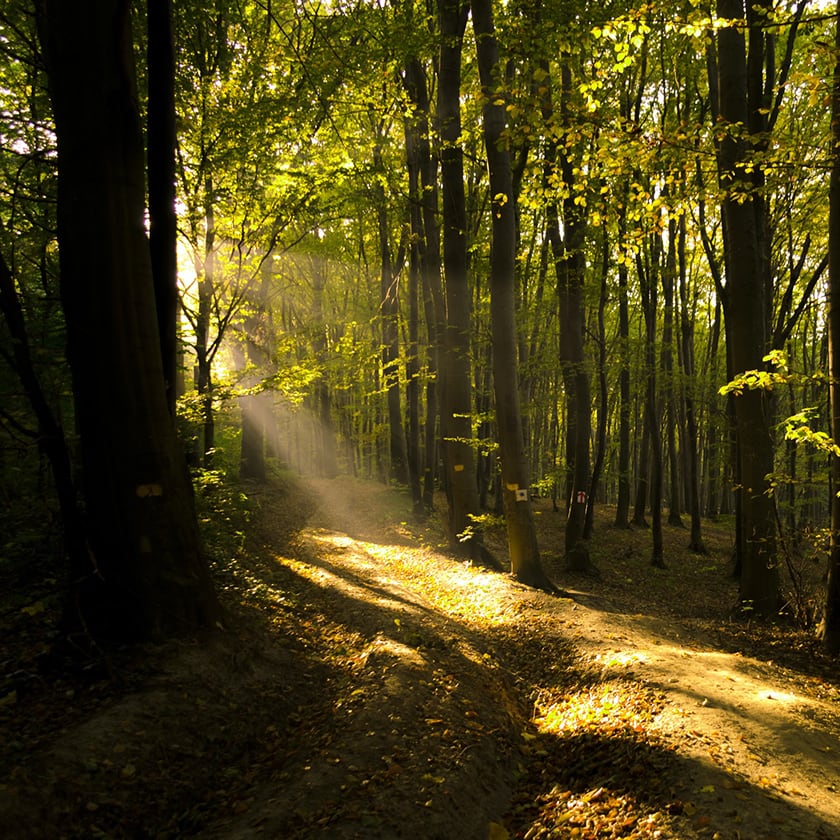 teaandlemon.at-meingenussreich.at-onlineshop-online kaufen-oesterreich-naturbelassen-gesund-immunsystem-teemischungen-basentee-basischer tee