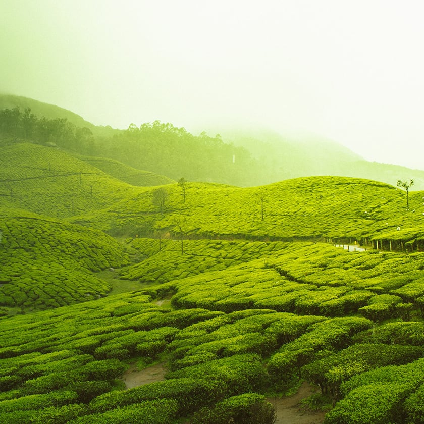 teaandlemon.at-meingenussreich.at-onlineshop-online kaufen-oesterreich-naturbelassen-gesund-immunsystem-teemischungen-grüntee-grüner tee