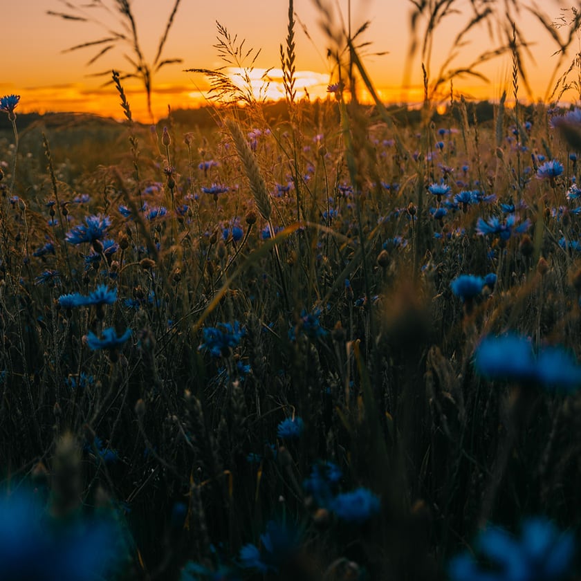 teaandlemon.at-meingenussreich.at-onlineshop-online kaufen-oesterreich-naturbelassen-gesund-immunsystem-teemischungen-kräutertee-kräuter tee