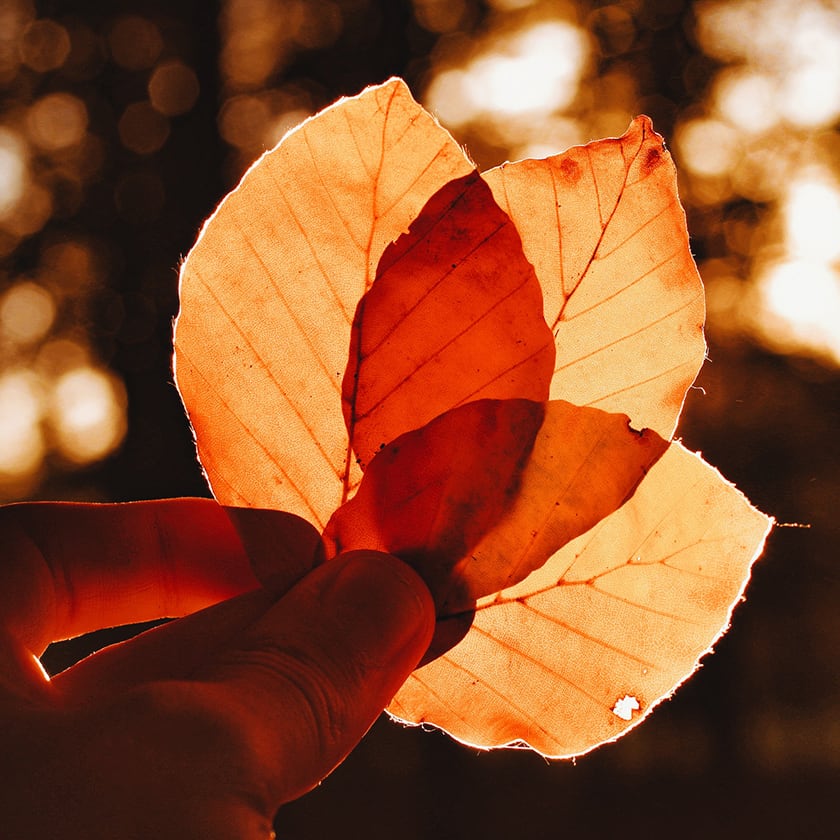 teaandlemon.at-meingenussreich.at-onlineshop-online kaufen-oesterreich-naturbelassen-gesund-immunsystem-teemischungen-wohlfühl tee