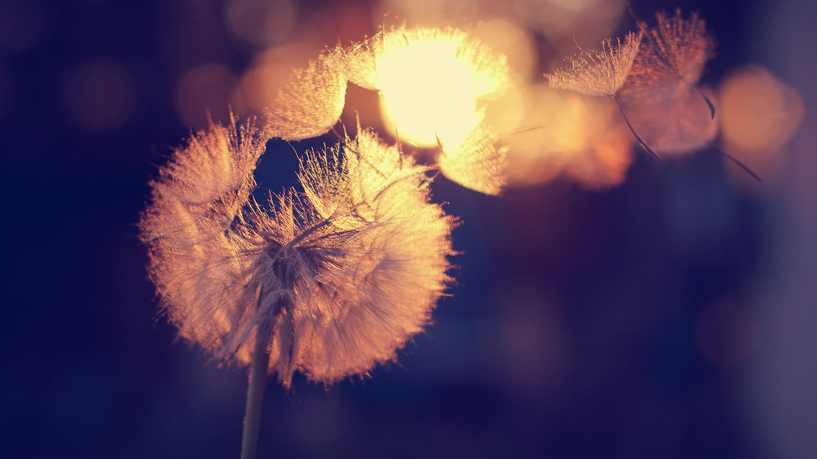 teaandlemon.at-meingenussreich.at-onlineshop-online kaufen-österreich-naturbelassen-gesund-immunsystem-teemischungen-gewürztee-früchtetee-kräutertee-schwarztee-grüntee-roiboosh-rotbushtee-basischer tee-basentee-eistee-wohlfühl tee-schwarzer tee-grüner tee