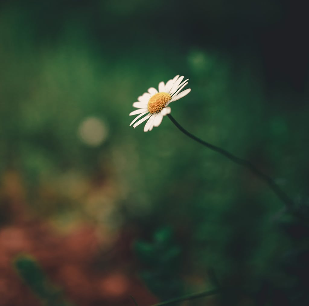 teaandlemon.at-meingenussreich.at-onlineshop-online kaufen-österreich-naturbelassen-gesund-immunsystem-teemischungen-gewürztee-früchtetee-kräutertee-schwarztee-grüntee-roiboosh-rotbushtee-basischer tee-basentee-eistee-wohlfühl tee-schwarzer tee-grüner tee