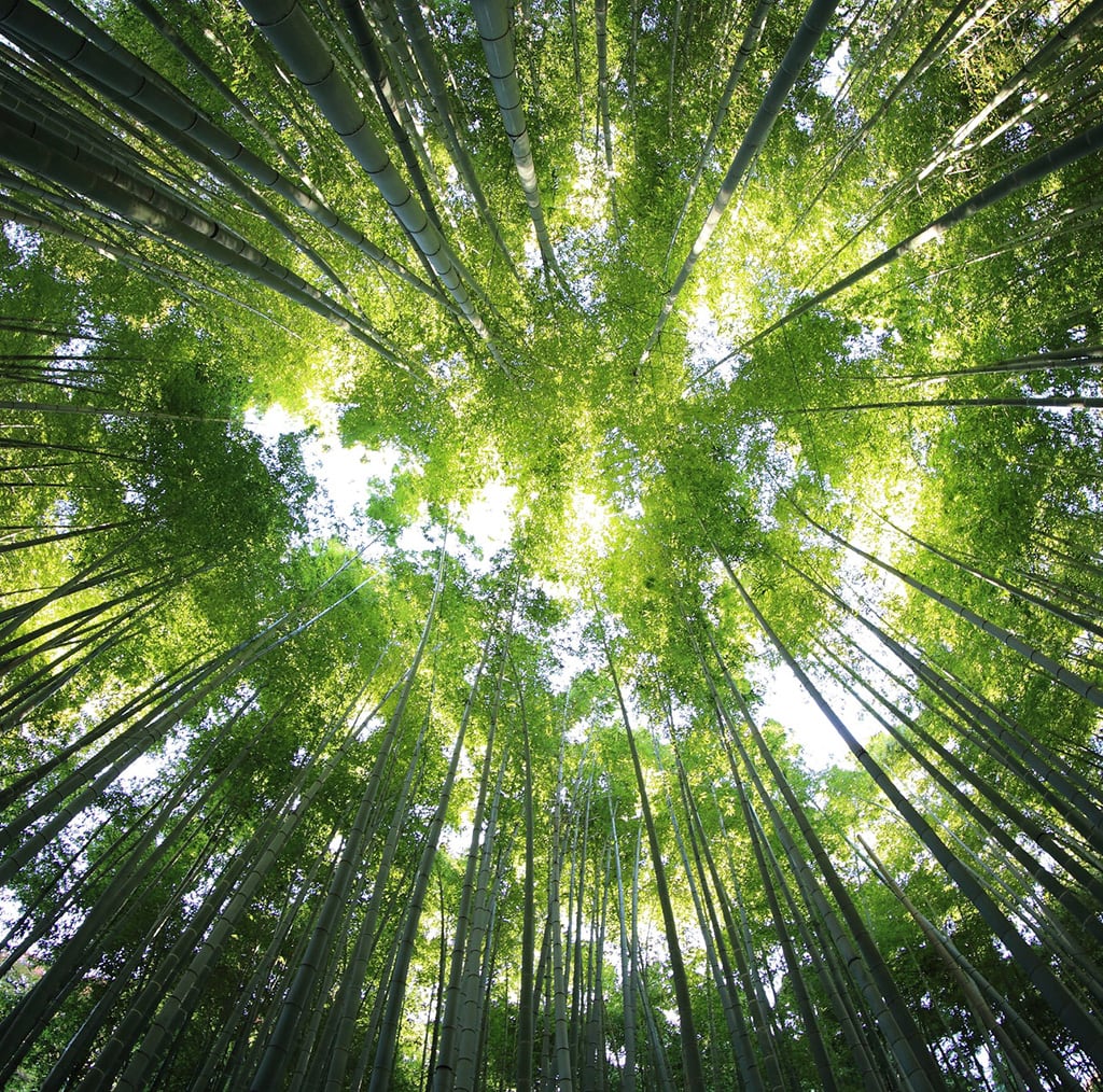 teaandlemon.at-meingenussreich.at-onlineshop-online kaufen-österreich-naturbelassen-gesund-immunsystem-teemischungen-gewürztee-früchtetee-kräutertee-schwarztee-grüntee-roiboosh-rotbushtee-basischer tee-basentee-eistee-wohlfühl tee-schwarzer tee-grüner tee